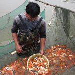Hợp tác xã giống nuôi trồng thủy sản Đô lương xuất bán 650 kg cá chép Vàng phục vụ cho Nhân dân.
